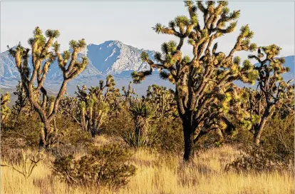  ?? PHOTOS BY JOHN BURCHAM/NEW YORK TIMES ?? President Joe Biden designated nearly a half-million acres of the Spirit Mountain area in southern Nevada as a national monument, protecting some of the most biological­ly diverse and culturally significan­t lands in the Mojave Desert.