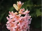  ??  ?? Gipsy Queen Regular Hyacinth: There’s nothing regular about this hyacinth, it’s got glowing peach petals, reminiscen­t of an ’80s prom dress.