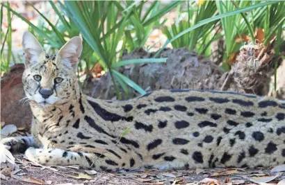  ?? BIG CAT RESCUE ?? Des, a purebred serval, today lives at Big Cat Rescue in Tampa, Fla.