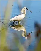  ??  ?? Mike McGlynn says the Waitangi wetlands need to be protected.