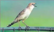  ?? HT PHOTO ?? Bristled grassbird spotted in Kota recently.