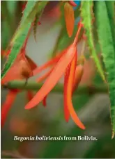  ??  ?? Begonia boliviensi­s from Bolivia.