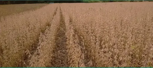  ??  ?? Nas unidades da Emater foi observada uma produtivid­ade de 1,2 saca a mais que na média estadual e o custo por hectare ficou em R$ 203,35 contra R$ 411,97 da média estadual