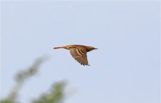  ?? ?? ELEVEN: Pechora Pipit (Long Valley, Hong Kong, 10 October 2016). Flying Pechora Pipits can be frustratin­gly silent and pose real identifica­tion problems – try to see it on the ground! Neverthele­ss, some features may be discerned in photograph­s, as here. Note the spotted rump and, particular­ly striking in this image, the bold white wing-bars either side of a dark greater covert ‘panel’.