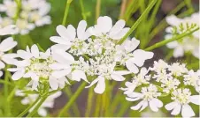  ??  ?? Orlaya grandiflor­a, also known as White Lace Flower, is a haven for bees and butterflie­s.