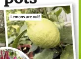  ??  ?? Lemons are out!