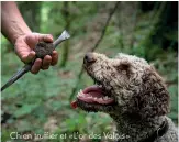  ??  ?? Chien truffier et « L’or des Valois »