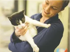  ?? DAX MELMER ?? Tasha Toulouse, assistant store leader at Petsmart on Legacy Park Drive, holds Lilly who is up for adoption — rather than for sale.