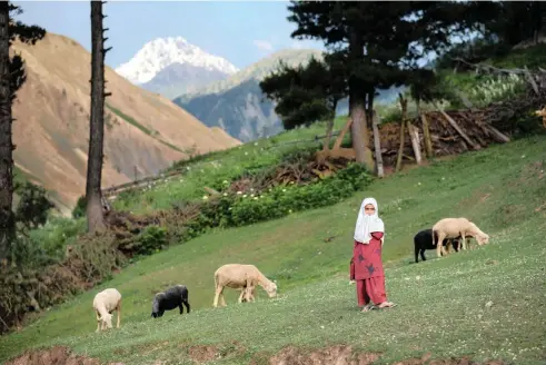  ??  ?? A Dard Shin girl tends to her family’s sheep in Jurnial village in the Tulail Valley, India, in the state of Kashmir. Once a spur of the Silk Road, the remote, conflicted region is still relatively new to tourism. | The New York Times