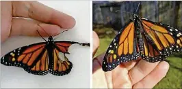  ??  ?? The monarch butterfly before and after surgery.
