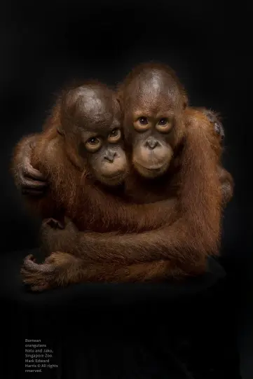  ?? ?? Bornean orangutans
Natu and Jako, Singapore Zoo. Mark Edward Harris © All rights reserved.