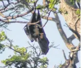  ?? CONTRIBUTE­D PHOTO ?? Bats could be seen in the trees of Sri Lanka.