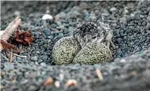  ?? PHOTO: AILSA HOWARD ?? The banded dotterel population in Kaikoura has had a poor start to breeding season.