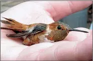  ?? Special to the Democrat-Gazette/JERRY BUTLER ?? Licensed biologist Tana Beasley holds a rufous hummingbir­d she captured and banded in March 2010.