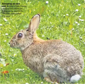  ?? ?? Keeping an eye out Rattray’s Dave Franks spotted this rabbit on the grass by the Ericht riverside path earlier this year