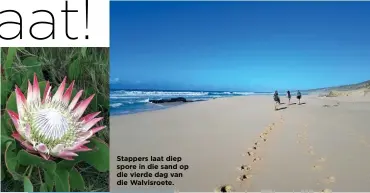  ??  ?? Stappers laat diep spore in die sand op die vierde dag van die Walvisroet­e.