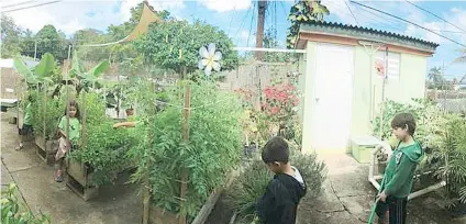  ??  ?? Estudiante­s de preescolar de la Ecoescuela Centro Niños en Acción de Trujillo Alto, cuidan de las plantas.
