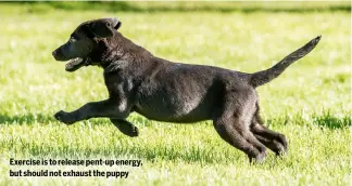  ?? ?? Exercise is to release pent-up energy, but should not exhaust the puppy