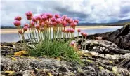  ??  ?? Left to right: Pink globes of Armeria maritima spring up on golden lichen; discoverin­g the treasures of the Scottish coast; sea campion’s pristine bloom and crimson-veined calyx.
