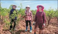  ?? PROVIDED TO CHINA DAILY ?? Zhou Xiaojiao (middle), Luo Qiulan (right) and Tan Baxiang (left) work in their jujube orchard in Dongtou village in Hunan province.