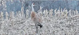  ?? NIMA TAGHABONI SPECIAL TO THE EXAMINER ?? Sandhill Cranes arrived back in the Kawarthas about two weeks early this year. Early arrivals point to a changing climate.