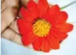  ??  ?? Zinnias can be cut and brought indoors, lasting for up to 10 days.