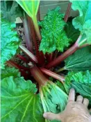  ?? Carol Papas ?? Rhubarb stalks are quite tart. In desserts, they are paired with sweet fruits and plenty of sugar.