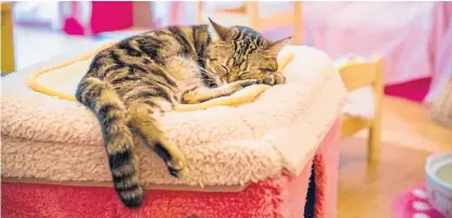  ?? Picture: Getty. ?? Cat cafés are now popular all over the world and Joanne Jarvie hopes to bring one to St Andrews.