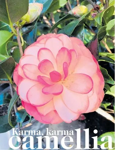  ?? Photo / Gareth Carter ?? Autumn is a great time to be planting Camellias.