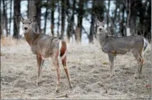  ?? TANIA BARRICKLO / DIGITAL FIRST MEDIA FILE ?? Two deer look up for a moment from their grazing.