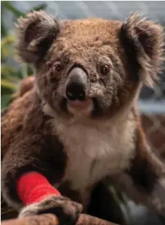  ?? FOTO: AUSTRALIAN NATINOAL UNIVERSITY/REUTERS, NTB SCANPIX ?? UTSATT: Mange koalabjørn­er ble skadet og døde i skogbranne­ne som har herjet i Australia. Denne gangen er det skogryddin­g som skal ha tatt livet av mange dyr.