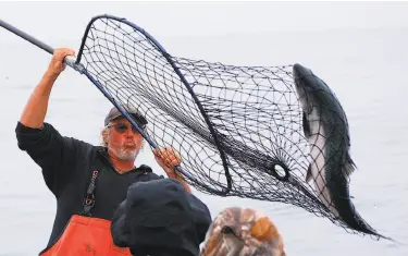  ?? Capt. RJ Waldron ?? At left, first mate Tony Broglio nets a salmon at the rail, hooked and fought with rod-and-reel on the boat Sundance out of Emeryville. Below, Benny Tschirky goes for a halibut just offshore Angel Island — striped bass and halibut are plentiful in San...