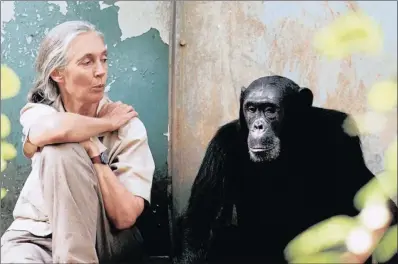  ?? PICTURE: MICHAEL NEUGEBAUER ?? Goodall with Freud at the Gombe National Park in Tanzania.