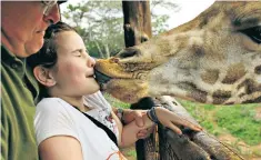  ??  ?? A giraffe at a sanctuary in Kenya gets a trifle overenthus­iastic towards visiting tourists