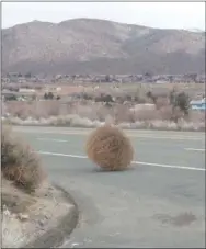  ?? BILL RETTEW - MEDIANEWS GROUP ?? A tumbleweed in the wild, wild west.