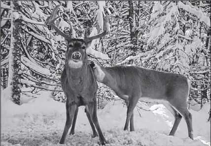  ?? Al Muir photo ?? Out of some of the hundreds of thousands of photos Al Muir has taken with his trail cameras, he still believes the buck and doe picture is one of his best.