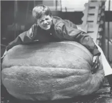  ?? DICK LOEK/TORONTO STAR ARCHIVES ?? Russell Carruthers couldn’t budge this 353-pound squash, called the “Manitoba Miracle.” It was grown by Edgar Van Wyek of Roland, Man. At the time, it was thought to be the world heavyweigh­t champion of all-time.