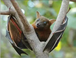  ?? Contribute­d ?? Bats often are sold as framed specimens or mounted with their wings spread.