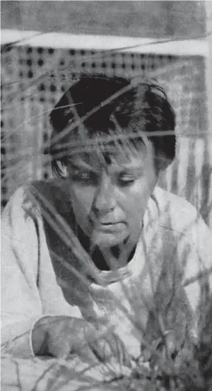  ?? FOTO: TRUMAN CAPOTE ?? ■ Som det är med alla stora romaner går man vilse i Harper Lees Att döda
en härmtrast om man försöker hitta ett entydigt budskap i den, påpekar recensente­n.