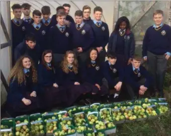  ??  ?? Some of the apples picked by the Transition Year students at Gormanston College.