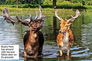  ?? ?? Bushy Park has around 320 red and fallow deer on its grounds