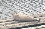  ?? ?? Sammy the seal basking at the Rowing Lake