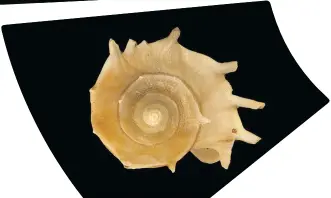  ??  ?? Clockwise from above: The shell of the freshwater snail Tiphobia horei with its elaborate shape and spines. The gastropod is one of many endemic species that have evolved in Lake Tanganyika. (Photo: Wikipedia); At between nine and 12 million years old, Lake Tanganyika is the second oldest lake in the world. (Photo: Don Pinnock); Chytra kirki, a species of freshwater snail found in Lake Tanganyika. (Photo:W ikipedia)