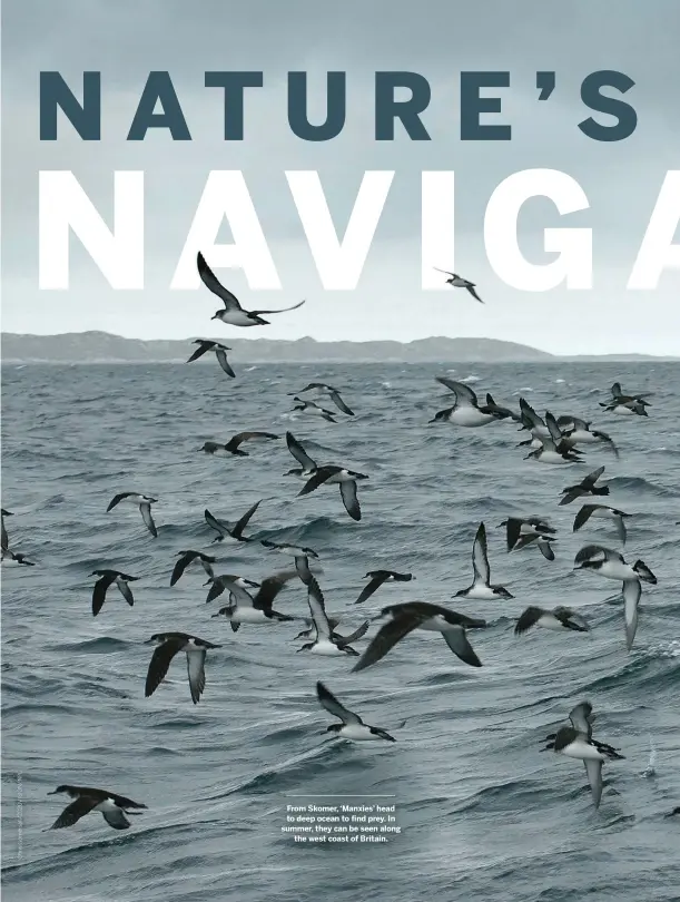  ??  ?? From Skomer, ‘Manxies’ head to deep ocean to find prey. In summer, they can be seen along the west coast of Britain.