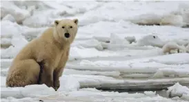  ?? PAUL J. RICHARDS / AFP / GETTY IMAGES FILES ?? A polar bear sits on the ice on Hudson Bay outside of Churchill, Man. One potential strategy to slow global warming could have a too-chilling effect.