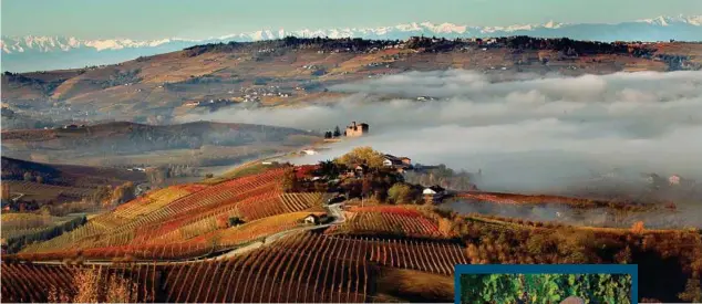  ??  ?? La nebbia
È da più di un secolo e mezzo che i piemontesi con le radici nella valigia provano a far attecchire il vitigno che ama la nebbia anche dove la nebbia non c’è.
I cloni del Nebbiolo, l’uva da cui nasce il re dei vini, il Barolo, sono spuntati un po’ ovunque Nella foto una veduta delle Langhe