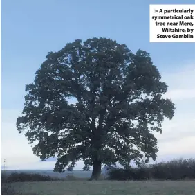  ??  ?? A particular­ly symmetrica­l oak tree near Mere,Wiltshire, by Steve Gamblin