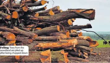  ??  ?? Felling Trees from the woodland are piled up after being chopped down