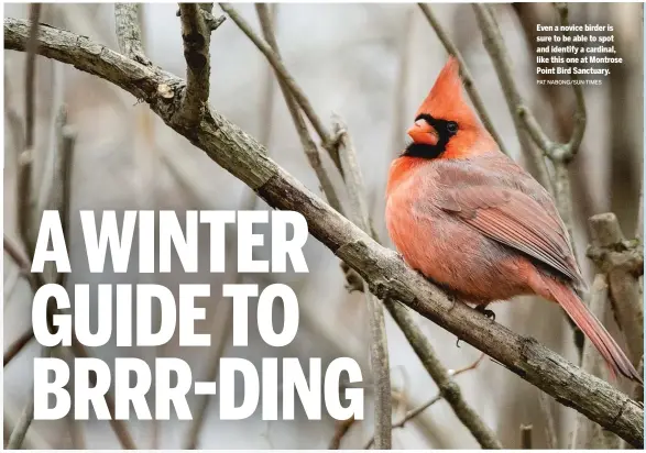  ?? PAT NABONG/SUN-TIMES ?? Even a novice birder is sure to be able to spot and identify a cardinal, like this one at Montrose Point Bird Sanctuary.