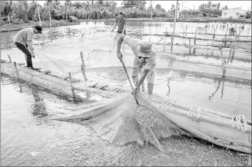  ??  ?? Shrimp farmers work their nets as they move shrimp to the edge of a pond to be collected and placed in a truck in the My Xuyen district in southern Vietnam. — AFP photos